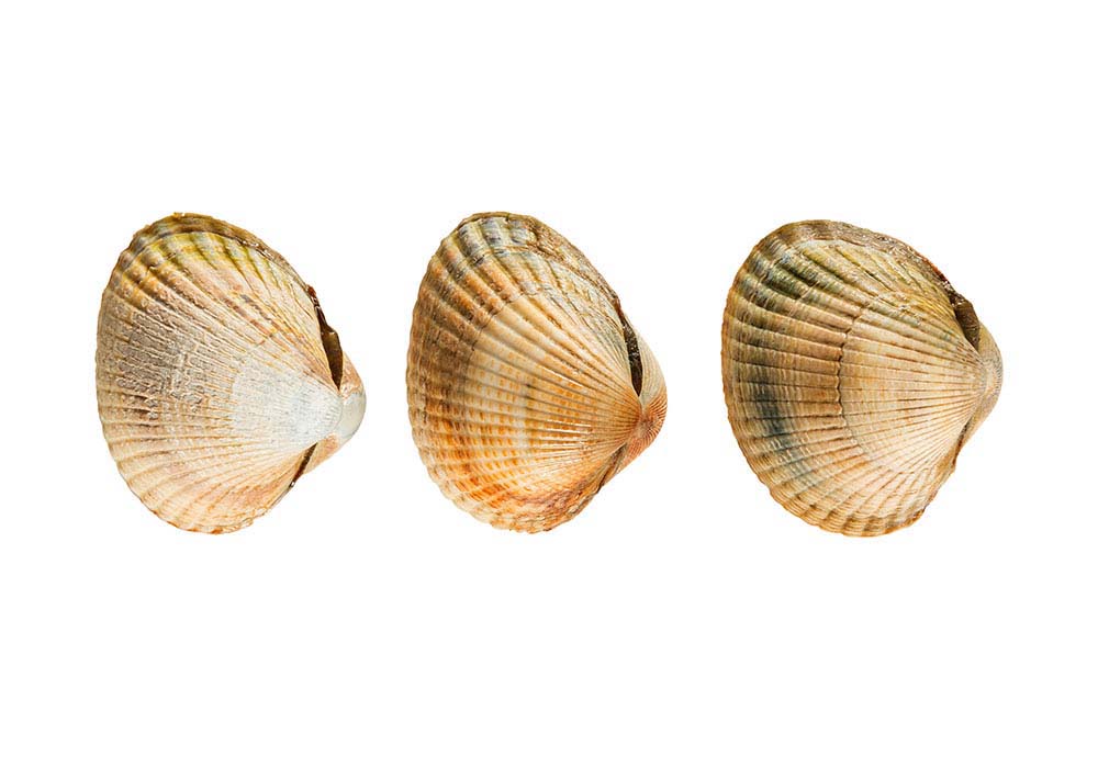 Herzmuscheln Coques