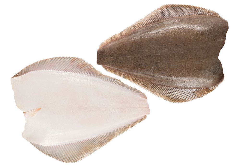 Weisses Heilbuttfilet