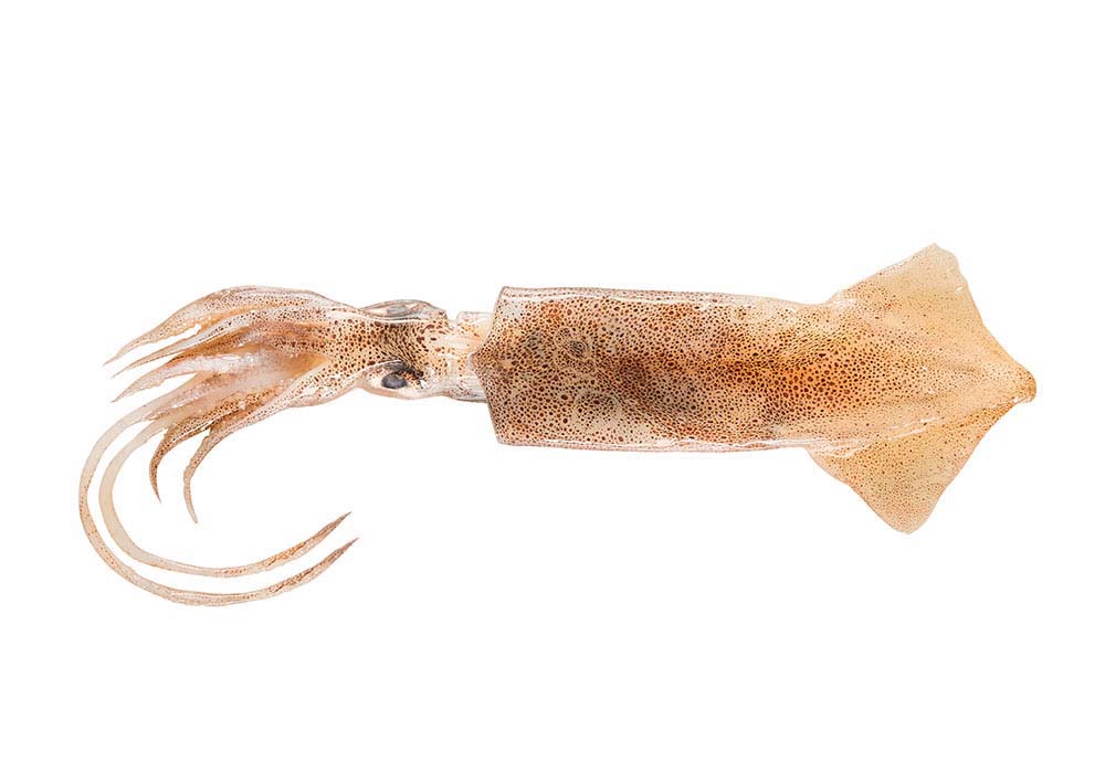 Tintenfisch Patagonia C4L