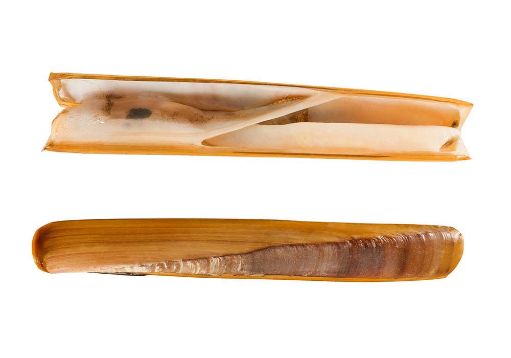 Schwertmuscheln